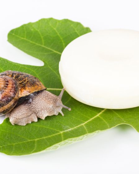 Les savons à la bave d'escargot